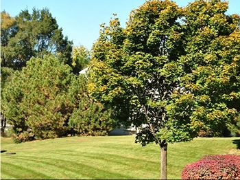 Park-like setting